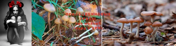 спиды Алзамай
